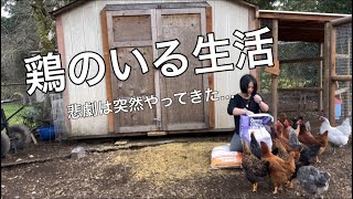 鶏は人によく懐きます。特にエサが切れてると時は。
