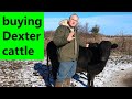 how to evaluate & buy Dexter cattle