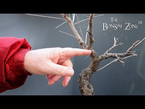 Pruning My European Buckthorn From Seed, The Bonsai Zone, Feb 2023