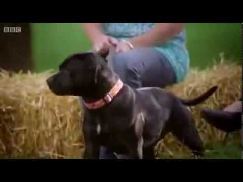 The Real Staffordshire Bull Terrier. Dangerous? A MUST SEE BBC Experiment!!