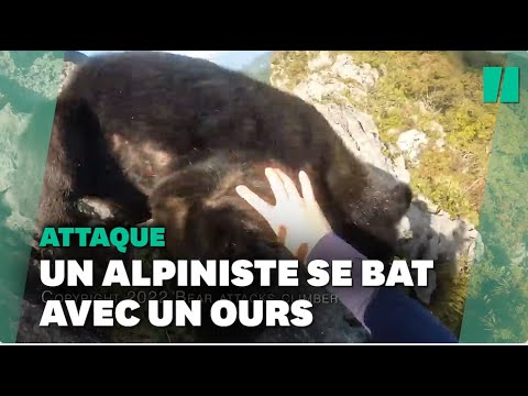 Au Japon, un alpiniste attaqué par un ours, les images sont impressionnantes