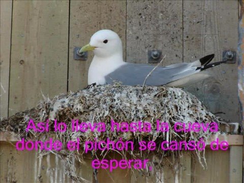 El Show del Perro Salchicha