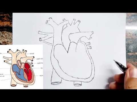 How to draw human heart diagram drawing class 7