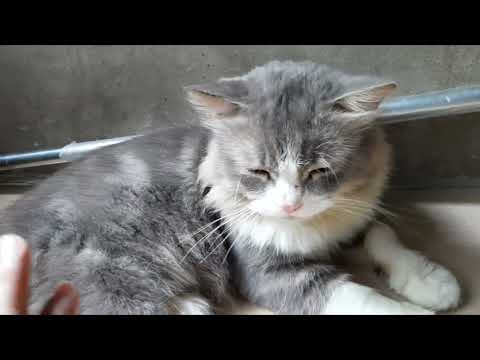 PAANO MAIIWASAN MAGKASAKIT SA BATO (KIDNEY FAILURE) ANG MGA ALAGANG PUSA O ASO