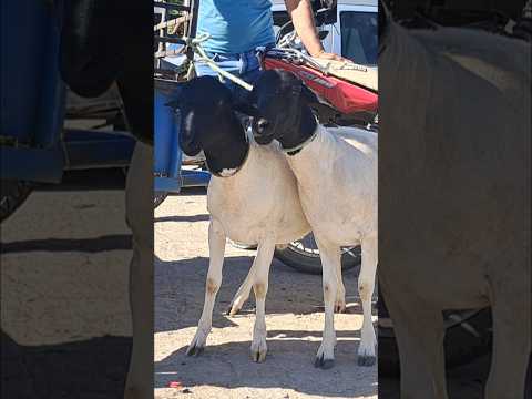 Feira do 🐐 em  itapetim  Pernambuco