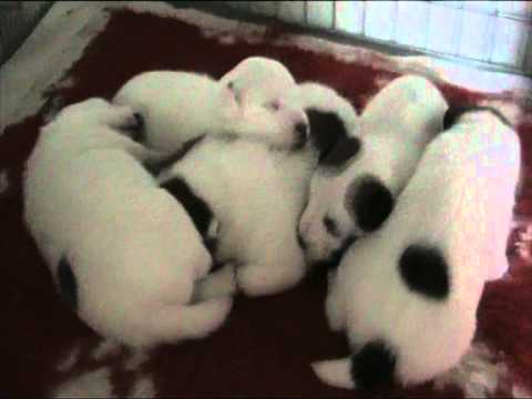 Vrh C Pylades,18 den života