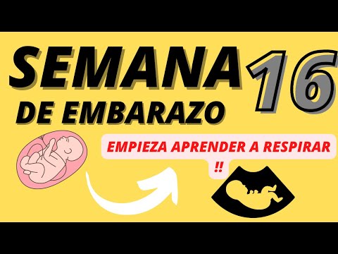 Semana 16 EMBARAZO (Cuarto mes) SEMANA a SEMANA