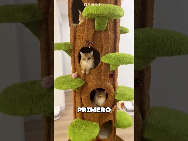 Vídeo relacionado con Chinchetas coloridas y decorativas para gatos - 30 piezas