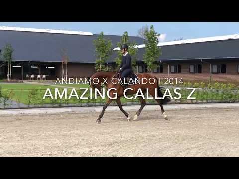 FOR SALE: Andiamo x Calando I (2014) - Amazing Callas Z