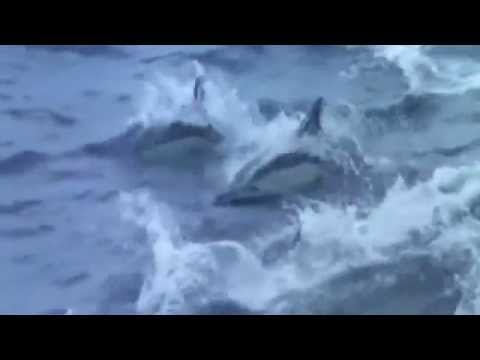 Hundreds of dolphins flee pod of killer whales