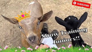 Training Juniors for ADGA Shows!! | Nigerian Dwarf Goats