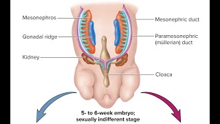 CRUSH Your Reproduction Exams! 150 Questions + Full Review | A&P 1 and 2, NCLEX, MCAT, USMLE 2024