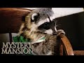 The Kids Meet Champ The Raccoon Scene Mystery Mansion