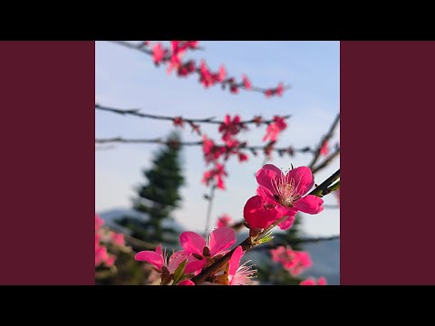 Tsis xav uas tus tom qab