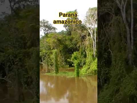 PARANÁ AMAZÔNICO. Paraná Paricatuba, rio Purus, município de Beruri, estado do Amazonas.