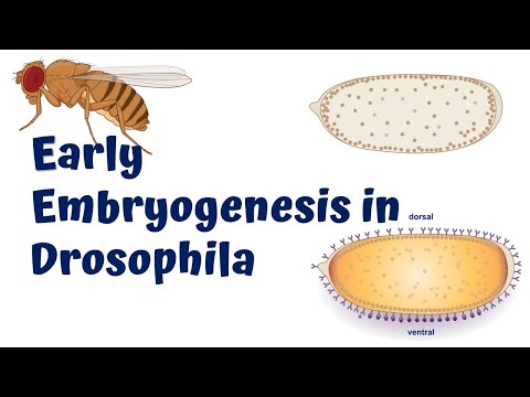 Early Embryogenesis in Drosophila || Animation Video