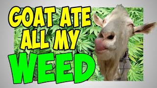 GOAT ATE ALL MY WEED