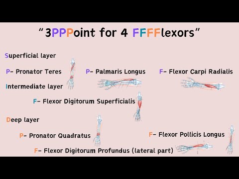 Muscle innervated by Median Nerve