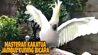 Download lagu Masteran kakatua jambul kuning bicara mp3