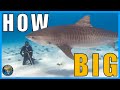 How Big Can Tiger Sharks Get?