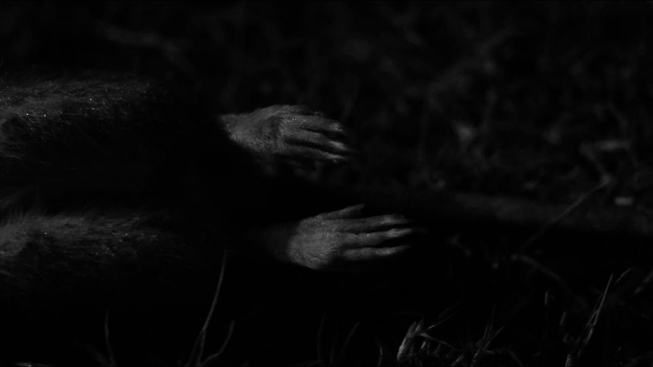 Cadaverous Sonneteer (Trailer)