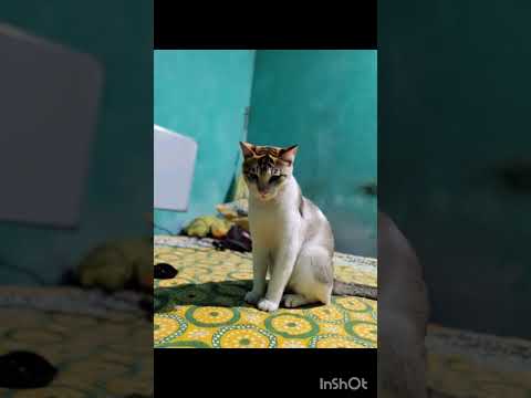 Mew #catvideos #funnyvideo #ai #pets #tiger