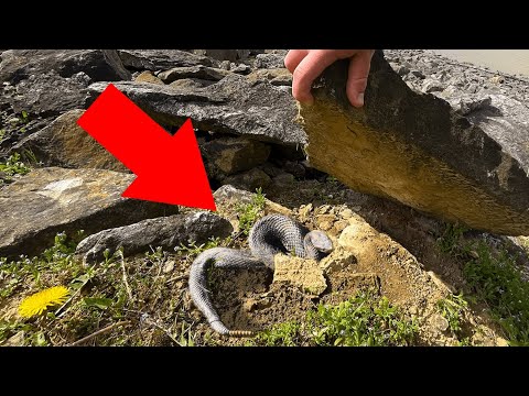 3 days Flipping Rocks and Finding Venomous SNAKES