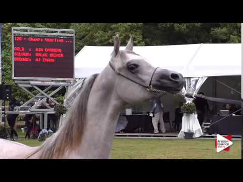 Yearling Colts Championship
