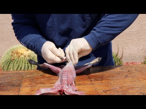 HOW TO CLEAN A RABBIT"GRAPHIC" - YouTube