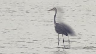 Heron Surfing Kruger Style!
