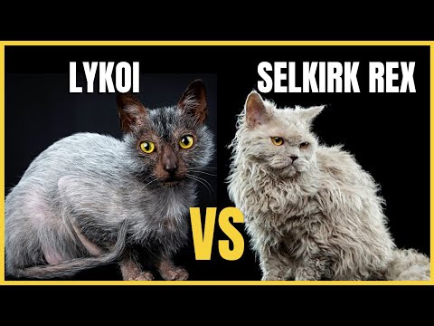 Lykoi Cat VS. Selkirk Rex Cat
