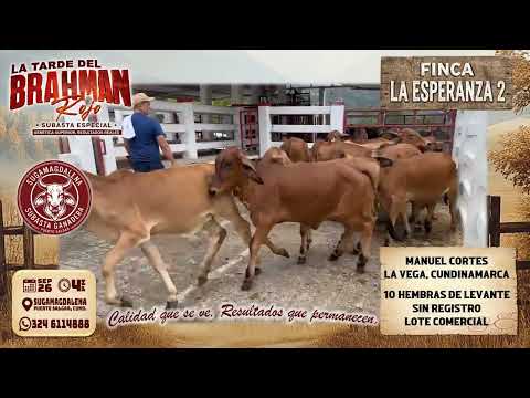 Subasta Rojo - Finca La Esperanza 2 - La Vega
