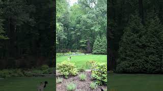 Video preview image #1 Labradoodle Puppy For Sale in Arlington, VA, USA
