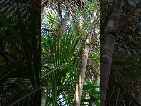 Na nossa chácara em Nova Brasilândia Rondônia amazônia