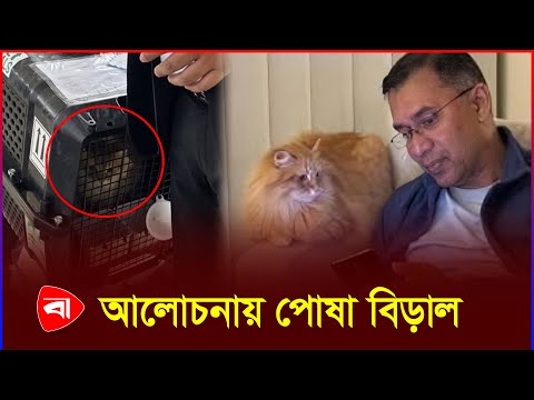 তারেক রহমানের সঙ্গে ফিরল জেবুও | TariqueRahman | Cat Jebu | Protidiner Bangladesh