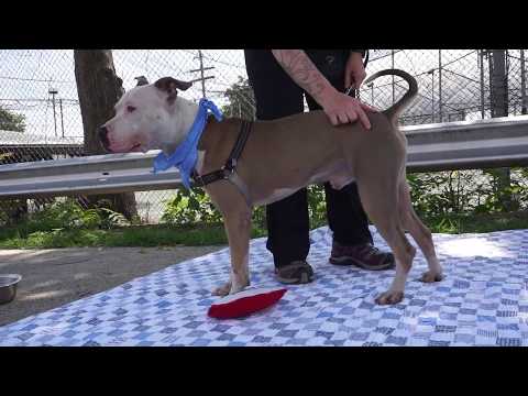 Smokey, an adopted Pit Bull Terrier in Mt. Vernon, NY_image-1