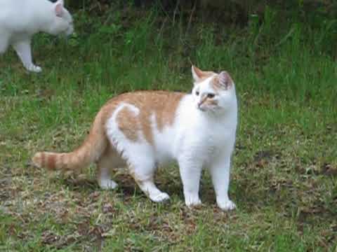 Kissat seikkailevat Kesälahdella vuonna 2011