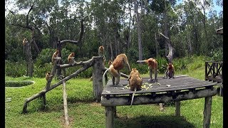 preview picture of video 'Proboscis monkeys - Alpha male defends his harem females against rival males'
