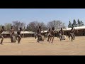 INDLAMU DANCE: traditional dance (South Africa).