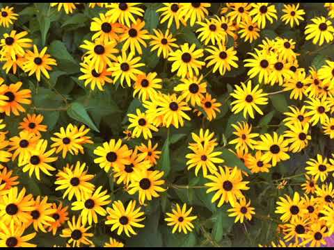 Chris Lindell-Black Eyed Susan 1 1 20