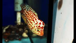 1 con gb thật chất