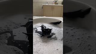 #cat #cute #catvideo #cutecat #funnyvideo #funny