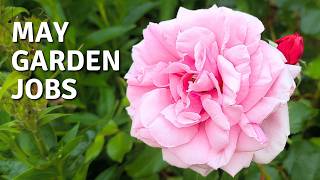 What to Do in the Garden Now – Penstemons & Climbing Roses // Cottoverdi