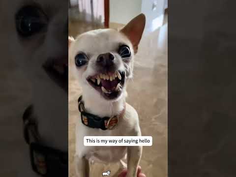 #funny #dogs #pet #dogshorts#doglife#interesting #cute