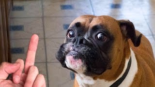 Dog Really Hates Middle Finger Compilation