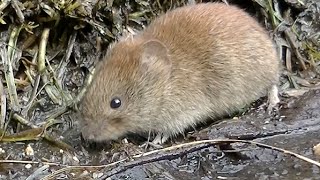 Micky the field mouse