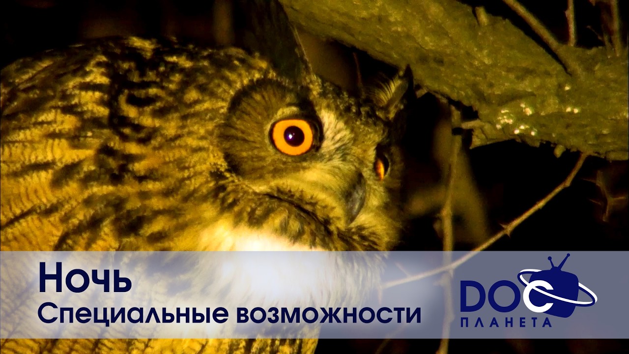 Ночь - Часть 1.Специальные возможности - Документальный фильм