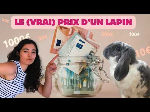 Vin Mon Lapin Prix
