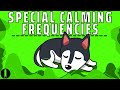 Dog Calming Frequency
