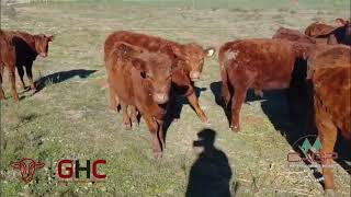 8 Terneros/Terneras de 230 kg - Grupo de Hacienda Cooperativo - Plaza Ganadera